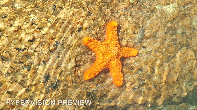 Orange Starfish in Rippling Shallow Water