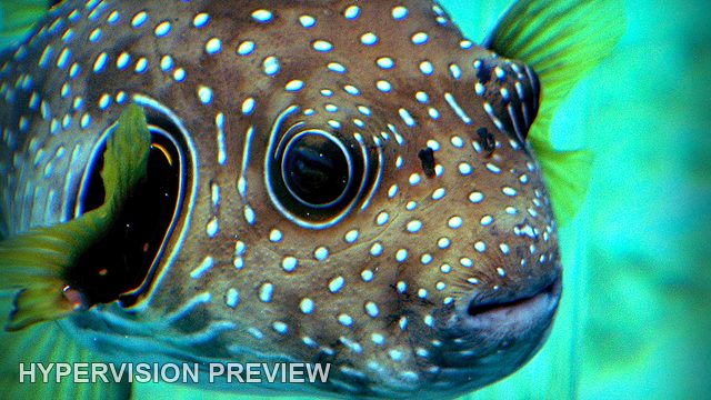 Spotted Puffer Fish Close-Up