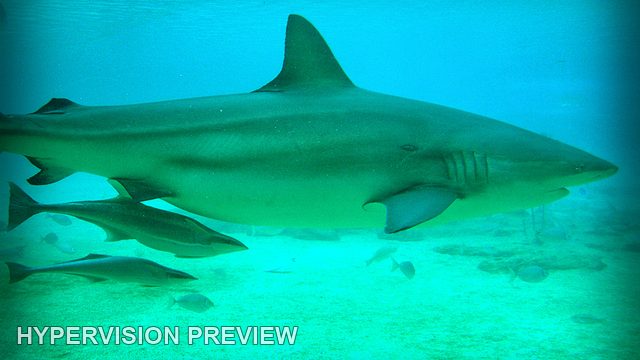 Shark in Side Profile Above a Pale Bottom