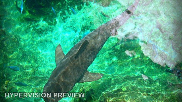 Shark Viewed from Above Through Green Water