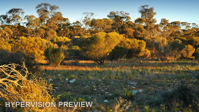 Warm Light Across Mallee Shrubland