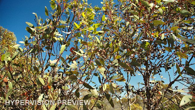 Mallee Leaves Against Clear Blue Sky