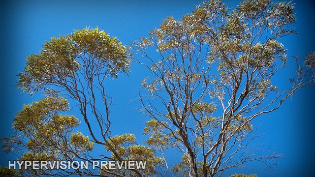 Mallee Canopies Framing Deep Blue Sky