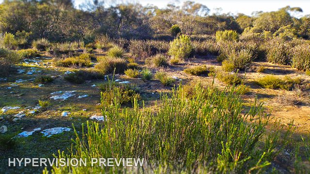 Low Shrubs Across a Pale Rocky Clearing
