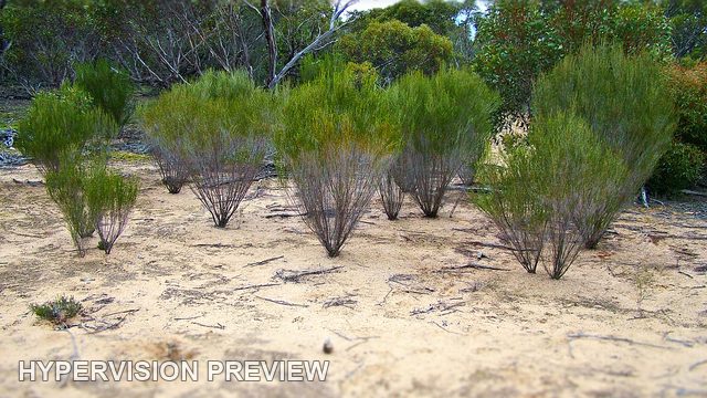 Upright Bushes on Light Sandy Ground