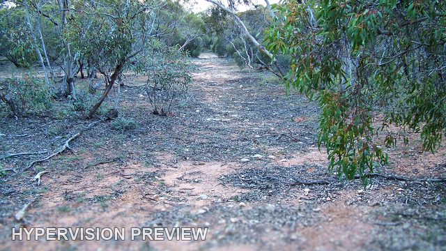 Narrow Leaf-Strewn Track Through Bushland
