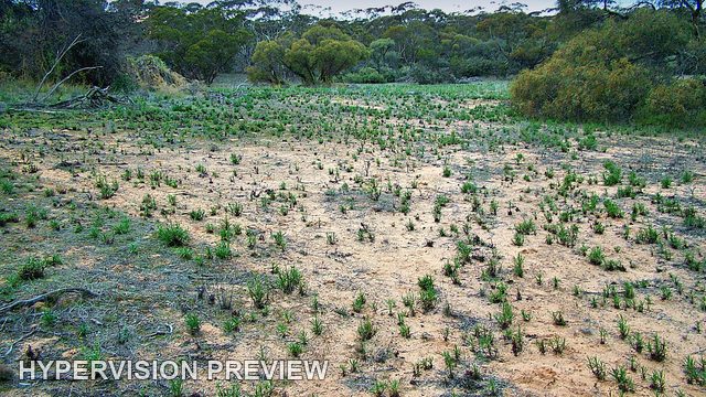 Sparse New Shoots Across an Open Clearing