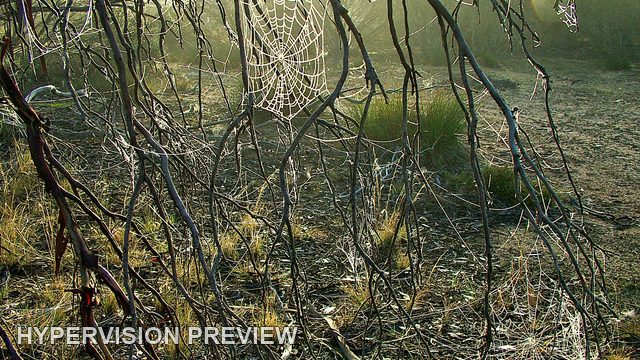 Spider Web Suspended Among Dark Branches