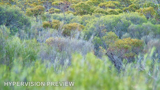 Layers of Mallee Foliage with Soft Foreground
