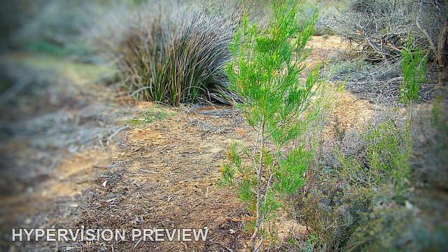 Grass Clump Beside a Bare Sandy Patch