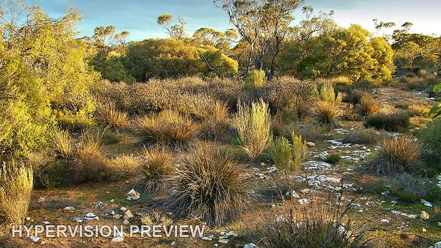 Mallee Clearing in Golden Light