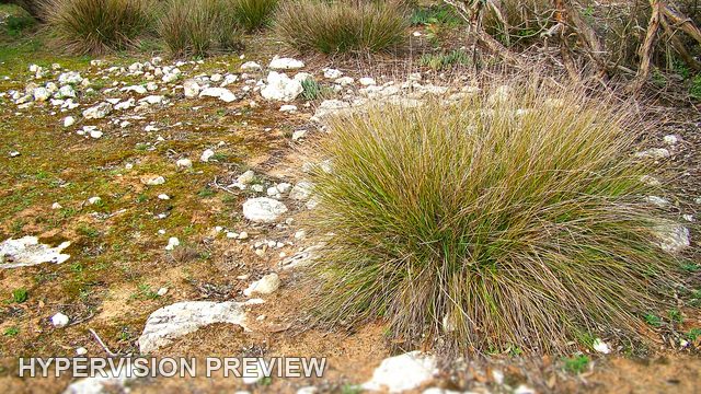 Rounded Grass Tussock Among Pale Stones