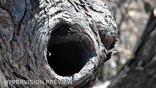 Dark Tree Hollow in a Tight Bark Study