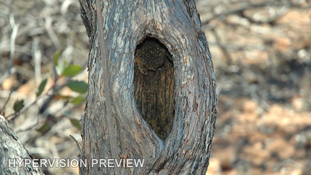Oval Hollow in a Vertical Tree Trunk