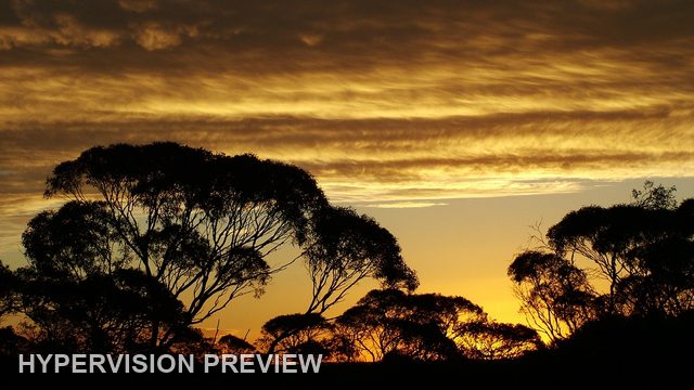 Tree Silhouette Beneath Dramatic Golden Clouds