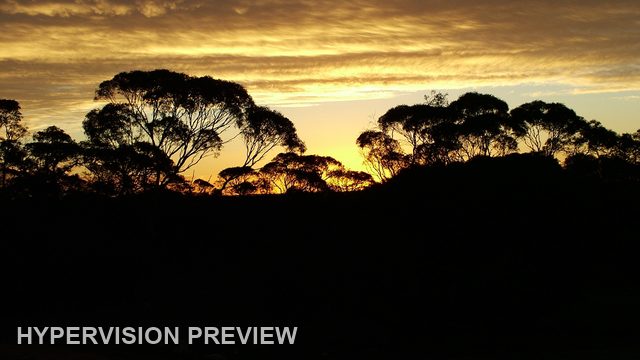 Dark Bushland Beneath a Narrow Golden Sky