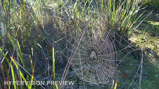 Fine Web Between Sunlit Grass Stems