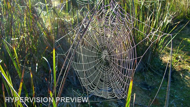 Web Pattern Against Green and Gold Stems