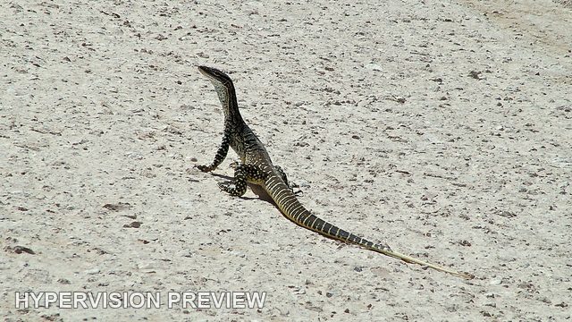 Long-Tailed Lizard Crossing Pale Ground