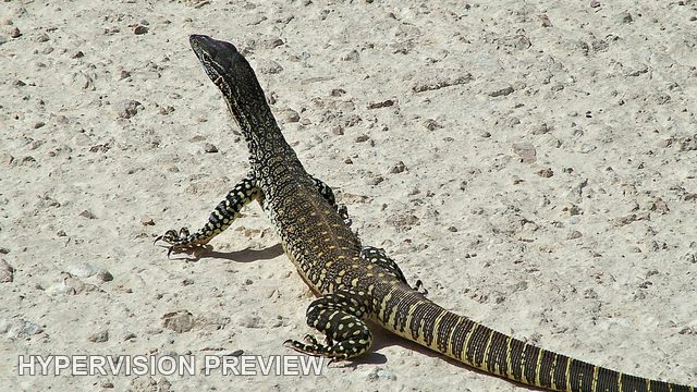 Closer View of a Patterned Lizard on Sand