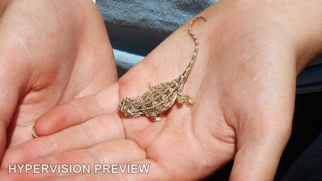 Small Lizard Resting in Cupped Hands