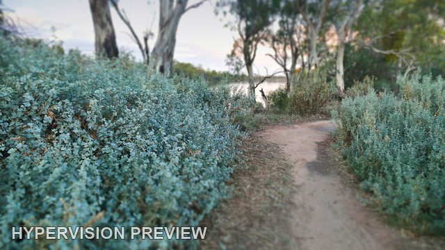 Sandy Path Between Dense Grey-Green Shrubs