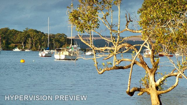Karragarra Shore Tree Framing Moored Yachts