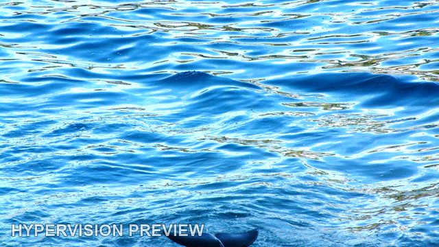 Dolphin Tail and Blue Water in a Vertical Frame