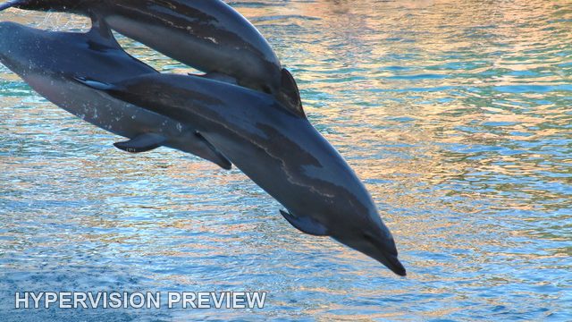 Leaping Dolphins Above a Pool