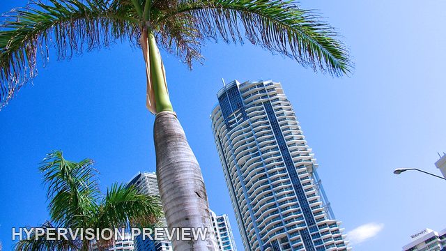 Looking Up Past a Palm Tree to Gold Coast Towers