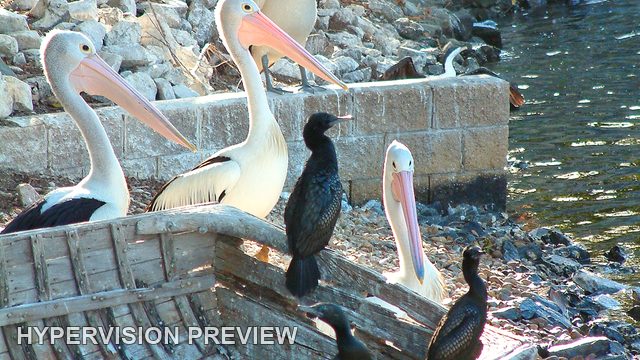 Pelicans and Dark Waterbirds Beside Stone Steps