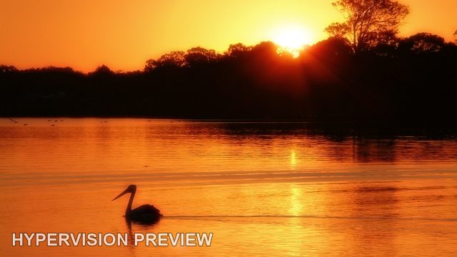 Pelican Silhouette on Golden Water