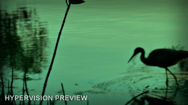Abstract of a Wading Bird in Green Reflections