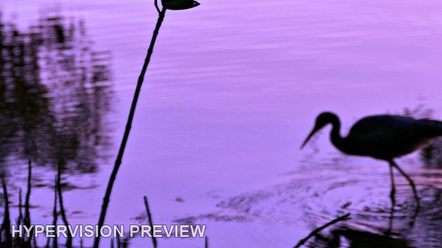 Abstract of a Wading Bird in Purple Reflections