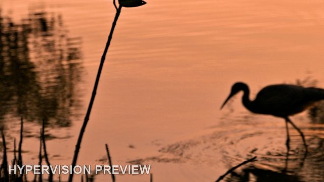 Wading Bird Silhouette in Warm Reflections