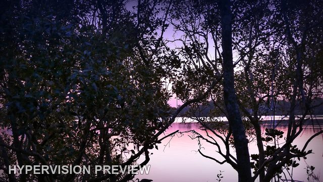 River Through Dense Trees in Purple Dusk