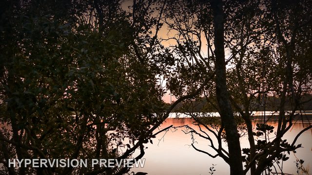 River Through Dense Trees in Warm Dusk