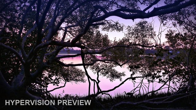 Sweeping Bough Above Purple River Reflections