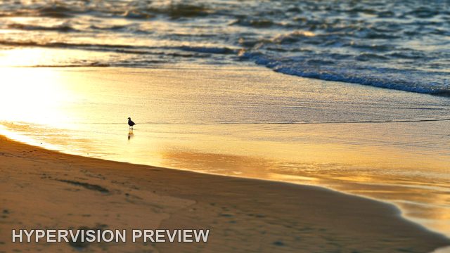Shorebird and Footprints on Wet Sand