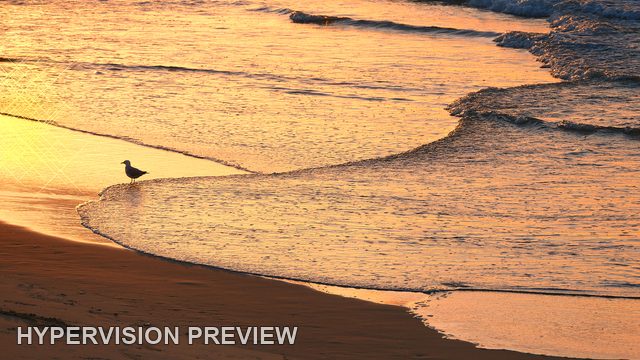 Shorebird Beside a Foamy Wave