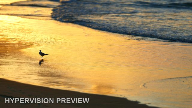 Bird Reflection at the Waterline