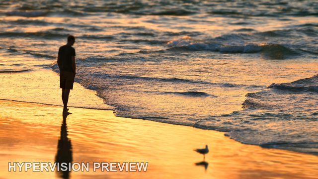 Silhouette and Shorebird on Golden Wet Sand