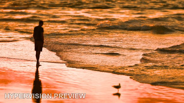 Silhouette and Shorebird in Deep Orange