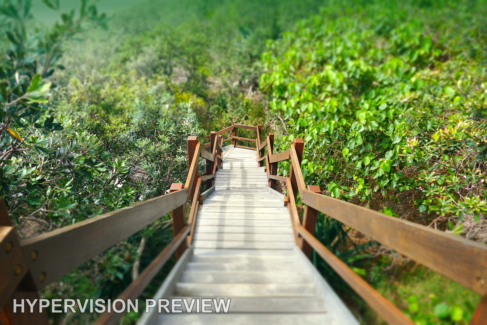 Sunshine Beach Stairs through Lush Green Foliage
