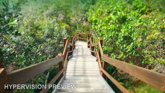 Sunshine Beach Stairs through Lush Green Foliage
