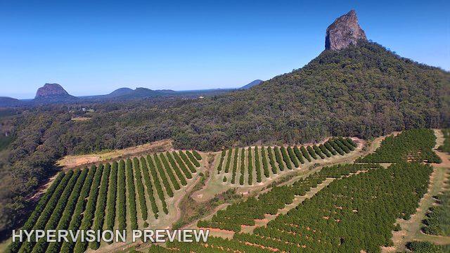 Coonowrin above Ordered Orchard Rows