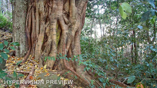 Intertwined Tree Roots and Trunk in Green Woodland