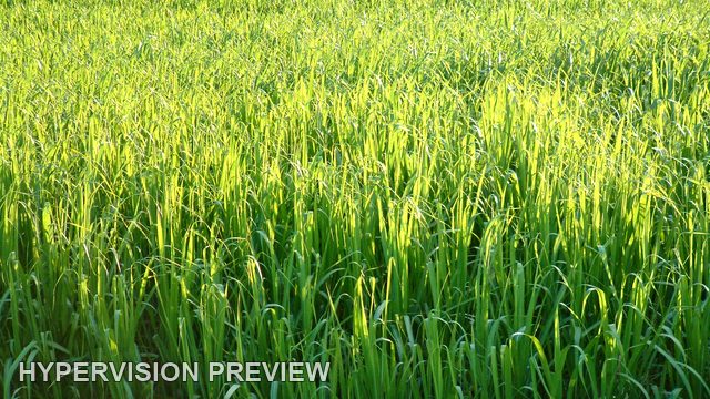 Green Sugarcane Field in Bright Sunlight