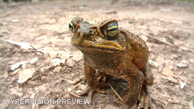 Cane Toad Close-Up on Leaf Litter