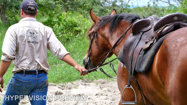 Handler Leading a Saddled Horse Beside Coastal Vegetation